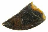 Serrated Raptor Tooth - Real Dinosaur Tooth #355558-1